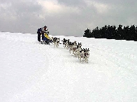 2003 schlittenhunde013.jpg